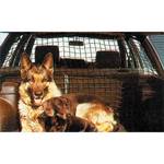 Sieć Carpoint do transportu psów