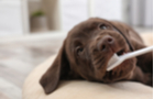 Dentálna hygiena u psov – Prevencia, ktorá nebolí