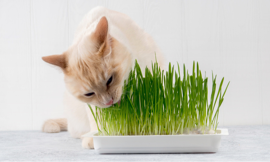 Kvetináč s trávou pre mačku